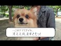Missile is the best Pomeranian!!~Ghost Trick TV Clip