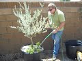 Container Gardening Olive Tree Planting