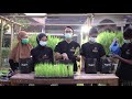 MENANAM PADI DALAM POT DAN POLYBAG #sekolahberkebun