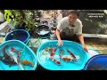 Koi Rawatan Kolam Filter Size 35-40 cm Di jual Semua