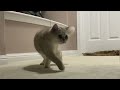 Cute Cat Fun Time | Coco The Cutest Cat