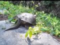 Snapping Turtle  **  Rescue