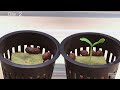 1008 Days in just 15 Minutes 🌱 Growing Plants Time Lapse COMPILATION