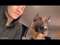 What It's Like Owning a German Shepherds 😱 FUNNIEST Dogs