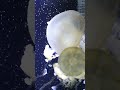 Feeding jellyfish Australian spotted jellyfish and upside down jellies