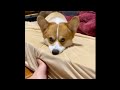 Funny and Cute corgi puppies videos compilation 2021❤ Cutest corgis Ever! Part 2