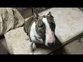 Pass on if you love dogs and like this video. Helping ALL DOGS, hopefully ++