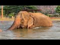 Elephant Rescue: Welcome Home, Dok Koon! - ElephantNews