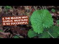 4 Things You Didn't Know About Garlic Mustard