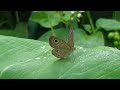 Butterflies And Sound Of Nature So Relaxing