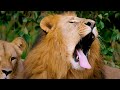 4K African Animals: Lope National Park, Gabon - Scenic Wildlife Film With African Music