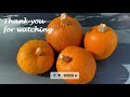 How to Grow Pumpkins in Containers from Seed | Easy planting guide