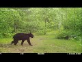 Overrun By Predators - Year Long Trail Camera Videos In Chronological Order - (2023)