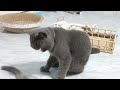 Funniest Cats And Dogs Videos 😎 - Best Funny Animal Videos 2024 😹🐶