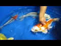 Live koi fish imported from Japan