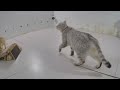 🐕 A fun day with adorable cat actions 🐱 Best Funny Cats Videos 😸