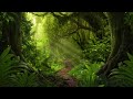 Relaxing forest | nature beauty