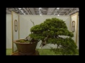 Bonsai Exhibition 2013 in Taipei Part 6 第十八回全國盆栽展