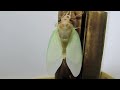 蝉（セミ）の羽化 （The emergence of the large brown cicada）