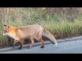 Red fox on an early morning stroll