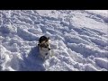 Sophie the Corgi plays with Tinsel the Beagle in snow