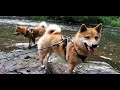 Shiba Inu love water