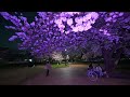 Night walk with blooming cherry and RGB light up in Nishitokyo・4K HDR