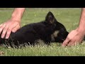 Naturally Guidable & Quick to Learn! | Kraftwerk K9 German Shepherds