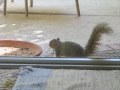 Patio squirrel