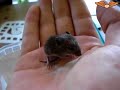 baby-mouse