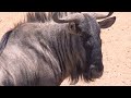 African Safari 4K UHD 🌎 Soothing healing music is good for health and calms the nervous system