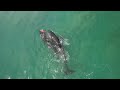 Orca Hunt New Zealand