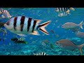 Aquarium 4K VIDEO (ULTRA HD) 🐠 Beautiful Coral Reef Fish - Peaceful Music & Colorful Marine Life #5