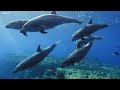 11 HRS of 4K Turtle Paradise - Undersea Nature Relaxation Film + Piano Relaxing Music