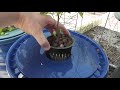 Indigo Rose Tomato 1 Month Update - Hydroponic Gardening Growing Tomatoes