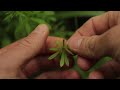 15 Wild Edible Plants for Bushcraft & Survival