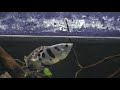ctenopoma acutirostre / african leaf fish / leopard gourami