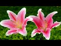 Happy lily flower (HD1080p)