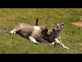 Cute mountain puppies playing !