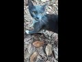 Feral Fraidy Cat & Her Kittens