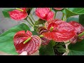 Simple method of propagating anthurium with flower branches