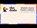 173-Pound Golden Retriever Loses Over 100 Pounds | The Dodo