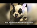 Tiny Frenchie complained, upset that someone had destroyed his kennel