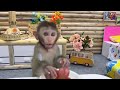 Bim Bim flies a helicopter to pick fruit and make juice for baby monkey Obi