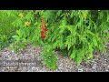Complete Guide To The Cardinal Flower, Lobelia Cardinalis