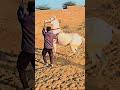 Horse dance trending video #trending #shortsfeed #viral #shorts #shortsvideo