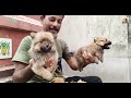 Home Breed Dog kennel in UttarPara | Dog Keneel in Hooghly | 9874765708