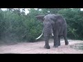 Huge Bull Elephant Mock Charge