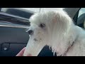 My Dog Maltese Ordering At Starbucks Drive Thru | XOXO Lucy The Maltese