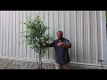 How to grow Dura Heat® River Birch - Heat and Drought Tolerant River Birch